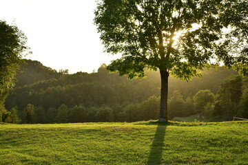Atardecer en un prado con un árbol