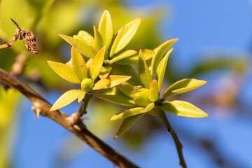 Photograph of a beautiful Pereskia aculeata.	