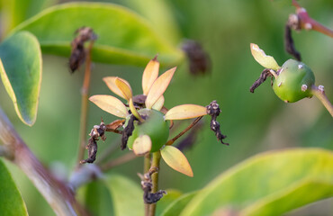 Photograph of a beautiful Pereskia aculeata.	