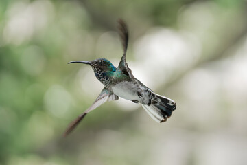 Fototapeta premium hummingbird in flight green and white in Minca Colombia