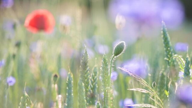 Wildblumenwiese mit rotem Mohn, Kornblumen und Gr&auml;sern. Blumen wiegen sich leicht im Wind, romantisch, zart. Geringe Sch&auml;rfe auf einer Mohnknospe. Slowmotion, Zeitlupe