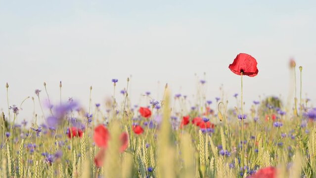 Wildblumenwiese im Sommer. mit rotem Mohn und Gr&auml;sern. Blumen wiegen sich leicht im Wind, romantisch, zart. geringe Sch&auml;rfe liegt auf wenigen Mohnbl&uuml;ten. slowmotion, zeitlupe