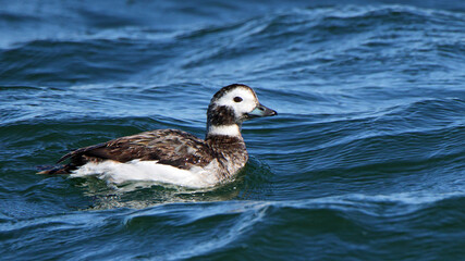 One Long-tailed duck swimming in blue water