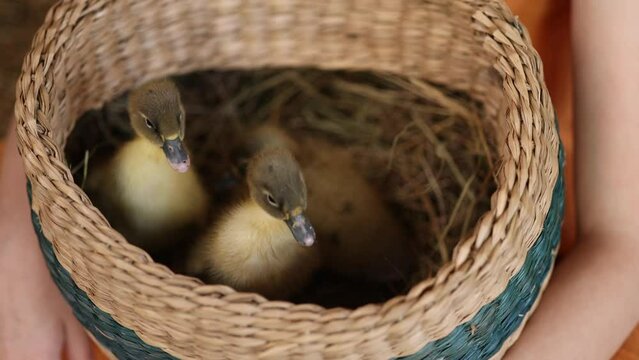 Cute newborn yellow fluffy ducklings in a wicker basket