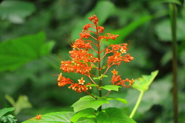 red and yellow flowers