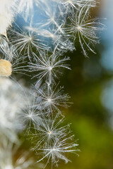 Fluffy Thistle Seeds.Flowering spine on a sunny day. The fluffy fruits of the milk thistle are covered with seeds.