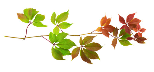 Parthenocissus twig with colorful autumn leaves isolated on white or transparent background (Wild...