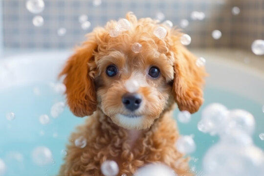 Cutie Toy Poodle dog in bathtub full of soap foam.