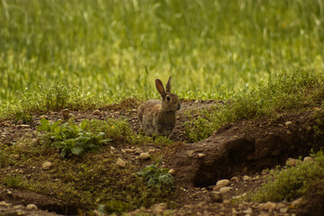 A little hare.