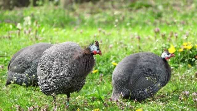 Helmeted guineafowl in green background, Kenya, Africa, wildlife.