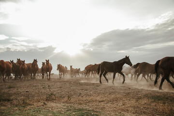 a group of horses galloping freely