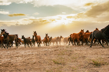 Fototapeta na wymiar a group of horses galloping freely