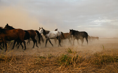 Fototapeta na wymiar a group of horses galloping freely