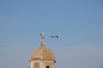 Seagulls on towel
