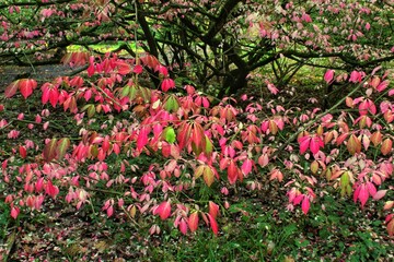 Actinidia kolomikta (Variegated Kiwi Vine) red and pink leaves at autumn season