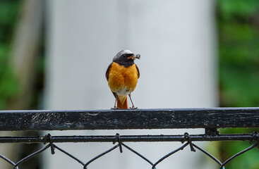 American Robin birds