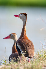 Black Bellied Whistling Ducks at Edge of a Lake
