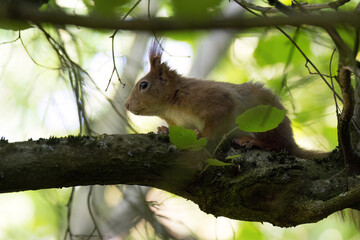 Close up of a squirrel sitting on a tree