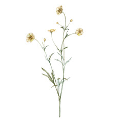 Yellow flower meadow buttercup known as Ranunculus acris, sitfast, spearworts or water crowfoots. Watercolor hand drawn painting illustration isolated on white background