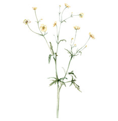 Yellow flower meadow buttercup known as Ranunculus acris, sitfast, spearworts or water crowfoots. Watercolor hand drawn painting illustration isolated on white background