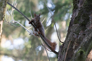 Close up of a squirrel sitting on a tree