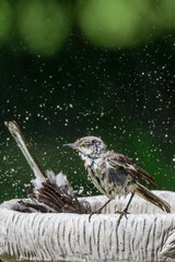Northern Mockingbirds Frolicking in Bird Bath in Louisiana Garden in Summer