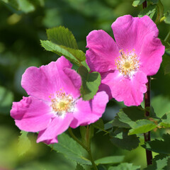 A Pink flowers of a wild rose in spring