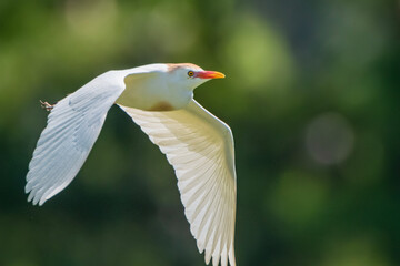 Obraz premium Cattle Egret Flying in Louisiana Rookery in Iberia Parish