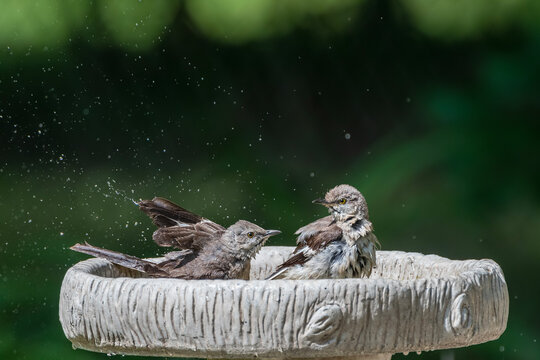 Northern Mockingbirds Frolicking in Bird Bath in Louisiana Garden in Summer