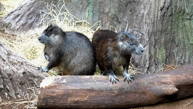 Common Rock Hyrax - Procavia capensis, small mammal from African hillls and mountains, Namibia.