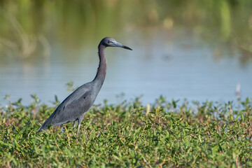 Little Blue Heron at Edge of Flooded Louisiana Rice Field in Summer