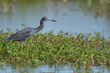 Little Blue Heron Stalking Prey at Edge of Flooded Louisiana Rice Field in Summer