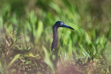 Little Blue Heron Hiding in Foliage in Louisiana Rice Field