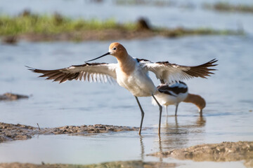 American Avocet with Wings Outspread as It Feeds in Louisiana Rice Field in Summer