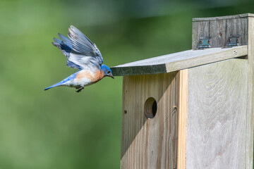 Eastern Bluebird Flying Into Nesting Box in Louisiana Garden