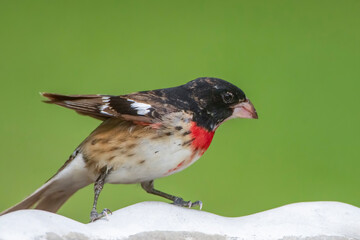 Juvenile Male Rose Breasted Grosbeak Perched on Bird Bath