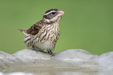 Female Rose Breasted Grosbeak Perched on Edge of Birdbath in Southern Louisiana During Spring Migration