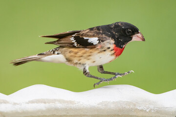 Juvenile Male Rose Breasted Grosbeak Hopping into Birdbath During Spring Migration in Southern...