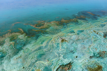 Blue-green algae (cyanobacteria) colony. Active reproduction of microscopic of toxic bacteria in freshwater environments is a global environmental problem of nature pollution.