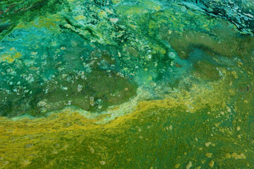 Blue-green algae (cyanobacteria) colony. Active reproduction of microscopic of toxic bacteria in...