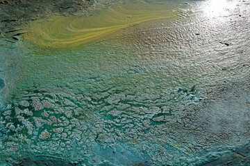Blue-green algae (cyanobacteria) colony. Active reproduction of microscopic of toxic bacteria in...