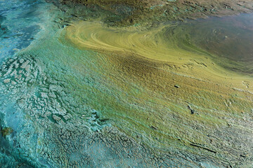 Blue-green algae (cyanobacteria) colony. Active reproduction of microscopic of toxic bacteria in freshwater environments is a global environmental problem of nature pollution.