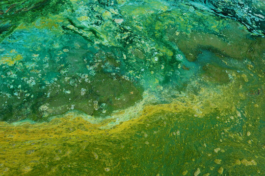 Blue-green algae (cyanobacteria) colony. Active reproduction of microscopic of toxic bacteria in freshwater environments is a global environmental problem of nature pollution.