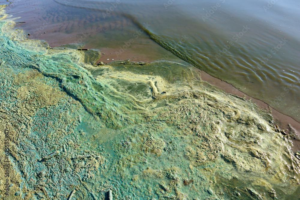 Wall mural Close-up of blooming and decaying blue-green algae (cyanobacteria) on water near sea shore. Environment problem. Ecological concept of polluted nature.