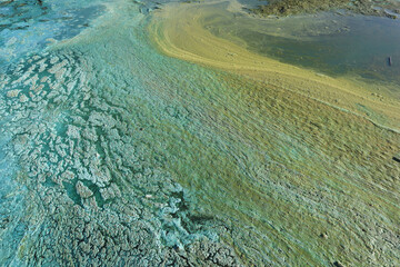 Close-up of blooming and decaying blue-green algae (cyanobacteria) on water near sea shore....