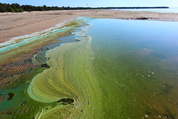 Sandy coast and water on the beach are polluted with blue-green algae (cyanobacteria). This is a...