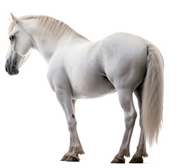 Obraz na płótnie Canvas White horse isolated on the transparent background PNG. AI generative.