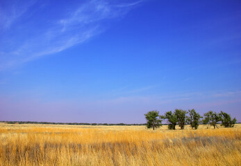 Beautiful steppe landscape: yellow field with dry grass and few green trees at the background of...