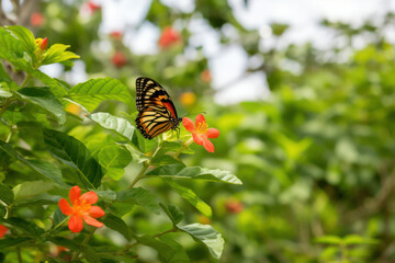 A close-up shot of a vibrant butterfly perched on a flower, revealing the intricate patterns and delicate beauty of this winged insect