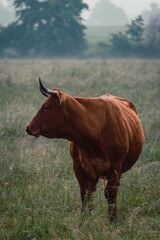 Obraz premium Portrait of cow standing on pasture in misty morning fog and sunrise light. Animal background